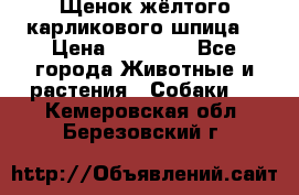 Щенок жёлтого карликового шпица  › Цена ­ 50 000 - Все города Животные и растения » Собаки   . Кемеровская обл.,Березовский г.